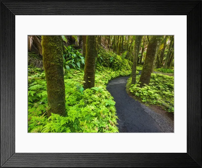 Framed Print : Palm Jungle trail at Hawaii Tropical Botanical Garden, Hamakua Coast, Big Island Framed Print : Palm Jungle trail at Hawaii Tropical Botanical Garden, Hamakua Coast, Big Island