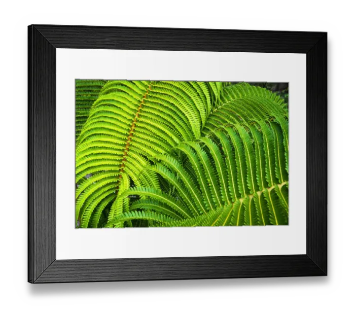 Framed Print : Ferns along the Devastation Trail, Hawaii Volcanoes National Park, Hawaii, USA Framed Print : Ferns along the Devastation Trail, Hawaii Volcanoes National Park, Hawaii, USA