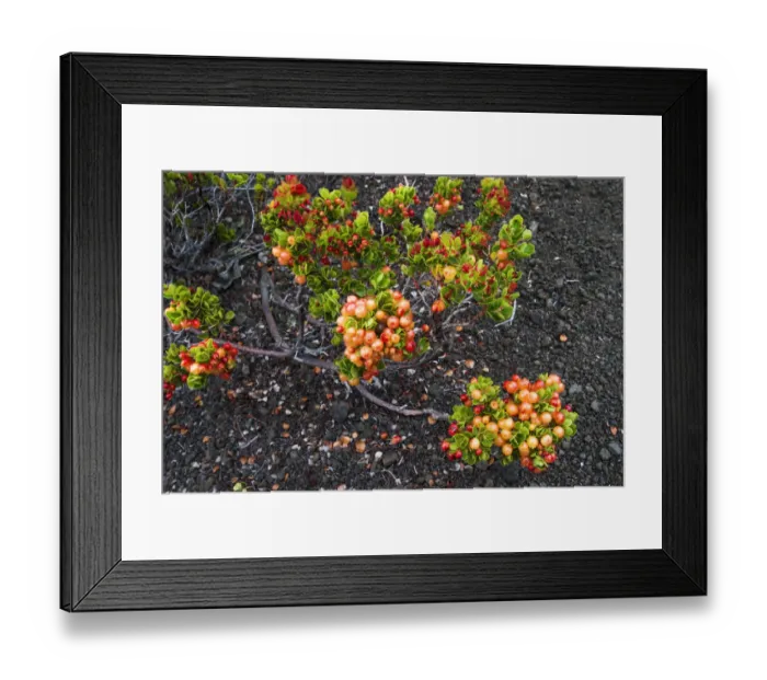 Framed Print : Ohelo berries on the Devastation Trail, Hawaii Volcanoes National Park, Hawaii, USA Framed Print : Ohelo berries on the Devastation Trail, Hawaii Volcanoes National Park, Hawaii, USA