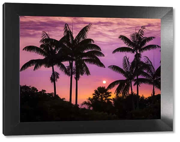 Sunset through silhouetted palm trees, Kona Coast, The Big Island, Hawaii, USA