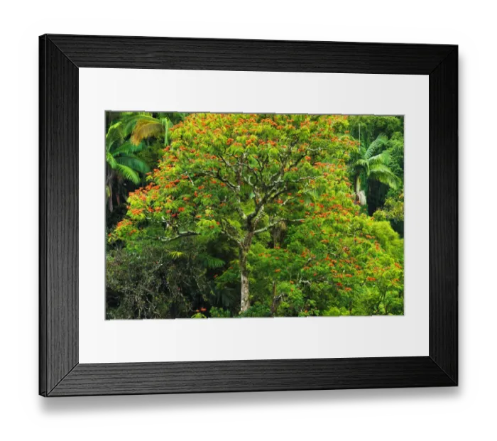 Framed Print : African Tulip tree and lush vegetation on the Hamakua Coast, The Big Island, Hawaii, USA Framed Print : African Tulip tree and lush vegetation on the Hamakua Coast, The Big Island, Hawaii, USA