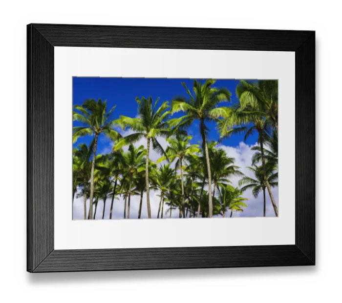 Framed Print : Coconut palms, Kapaa, Kauai, Hawaii, USA Framed Print : Coconut palms, Kapaa, Kauai, Hawaii, USA