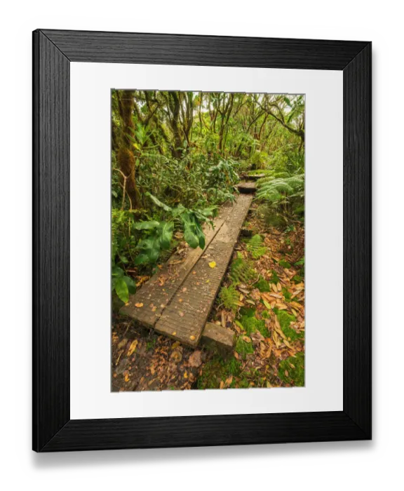 Framed Print : Boardwalk on the Alakai Swamp Trail, Kokee State Park, Kauai, Hawaii, USA Framed Print : Boardwalk on the Alakai Swamp Trail, Kokee State Park, Kauai, Hawaii, USA