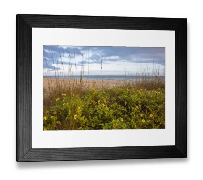 Framed Print : Dune sunflowers and sea oats along Sanibel Island beach in Florida, USA