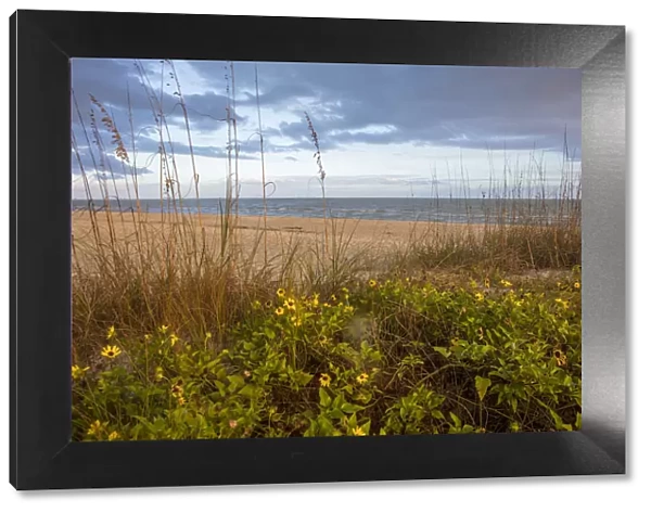 Dune sunflowers and sea oats along Sanibel Island beach in Florida, USA