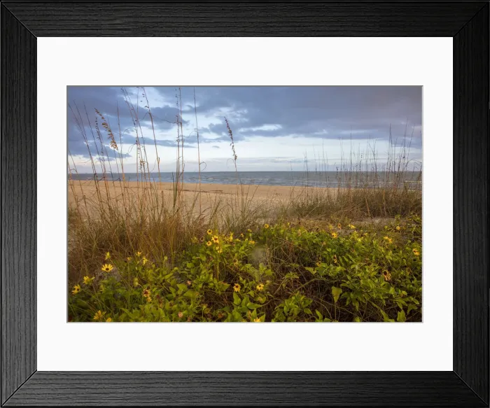 Framed Print : Dune sunflowers and sea oats along Sanibel Island beach in Florida, USA Framed Print : Dune sunflowers and sea oats along Sanibel Island beach in Florida, USA