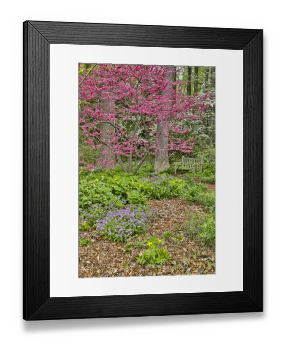 Framed Print : USA, Delaware, Hockessin. Flowering dogwood in the forest Framed Print : USA, Delaware, Hockessin. Flowering dogwood in the forest