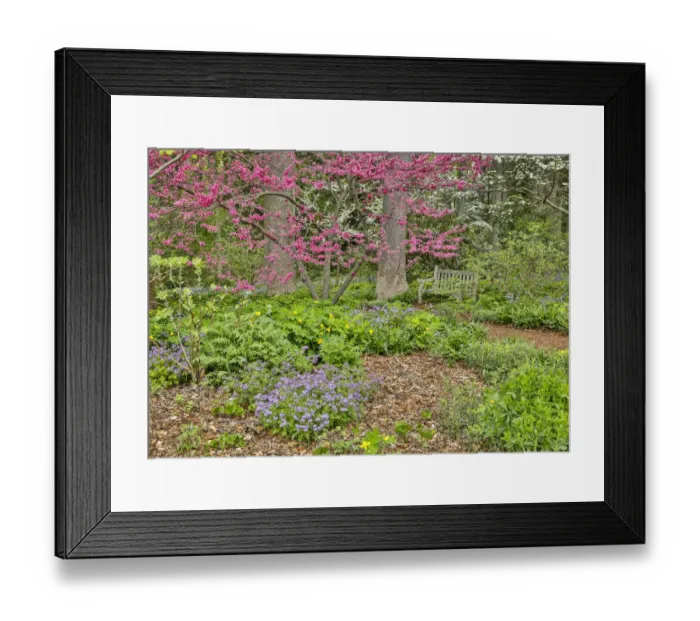 Framed Print : USA, Delaware, Hockessin. Flowering dogwood in the forest