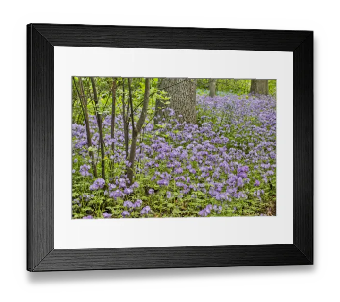Framed Print : USA, Delaware, Hockessin. Purple groundcover Framed Print : USA, Delaware, Hockessin. Purple groundcover