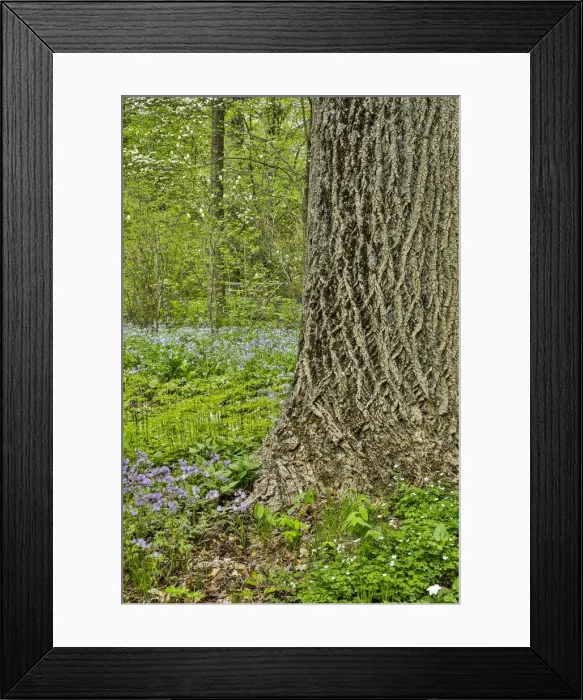Framed Print : USA, Delaware, Hockessin. Tree trunk with groundcover Framed Print : USA, Delaware, Hockessin. Tree trunk with groundcover