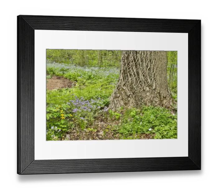 Framed Print : USA, Delaware, Hockessin. Tree trunk with groundcover Framed Print : USA, Delaware, Hockessin. Tree trunk with groundcover