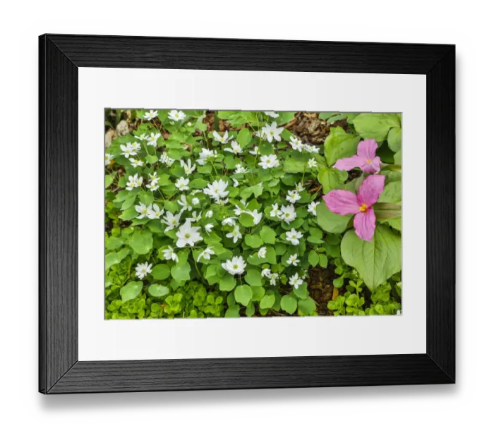 Framed Print : USA, Delaware, Hockessin