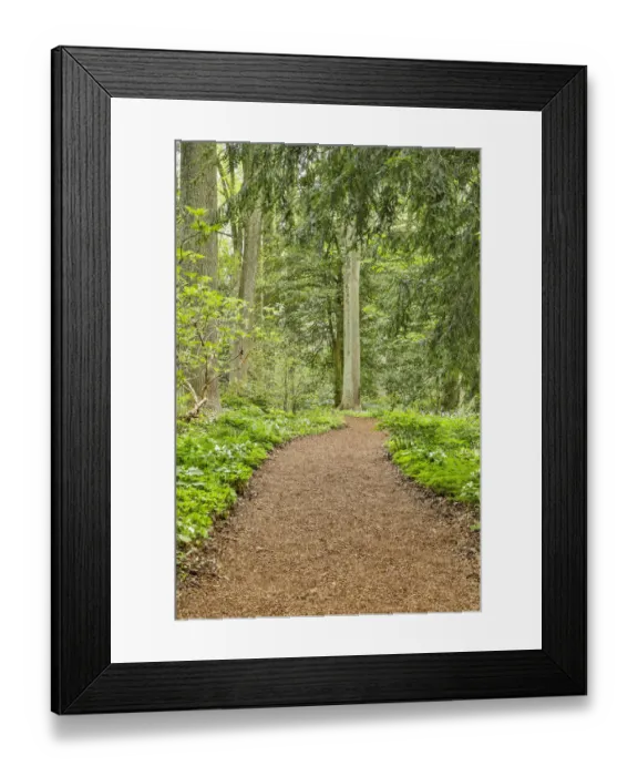 Framed Print : USA, Delaware, Hockessin. Path through the forest Framed Print : USA, Delaware, Hockessin. Path through the forest