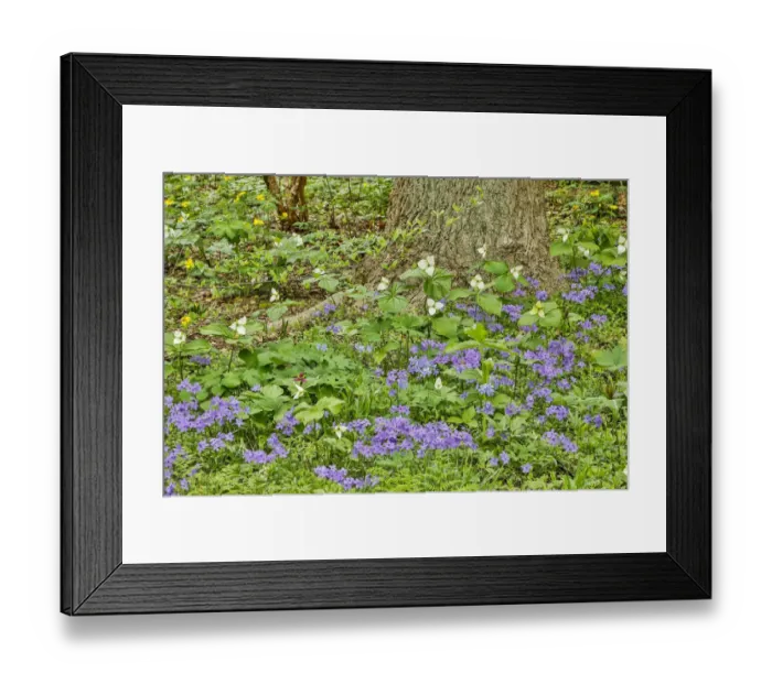 Framed Print : USA, Delaware, Hockessin. Tree trunk surrounded by groundcover Framed Print : USA, Delaware, Hockessin. Tree trunk surrounded by groundcover