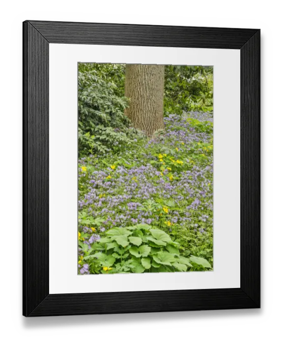 Framed Print : USA, Delaware, Hockessin. Plants surrounding the tree trunk Framed Print : USA, Delaware, Hockessin. Plants surrounding the tree trunk