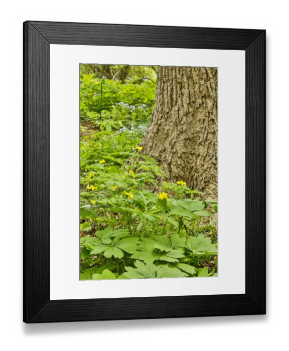 Framed Print : USA, Delaware, Hockessin. Plants surrounding the tree trunk