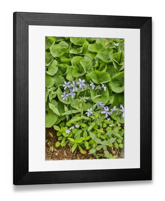 Framed Print : USA, Delaware, Hockessin. A splash of blue with hostas Framed Print : USA, Delaware, Hockessin. A splash of blue with hostas