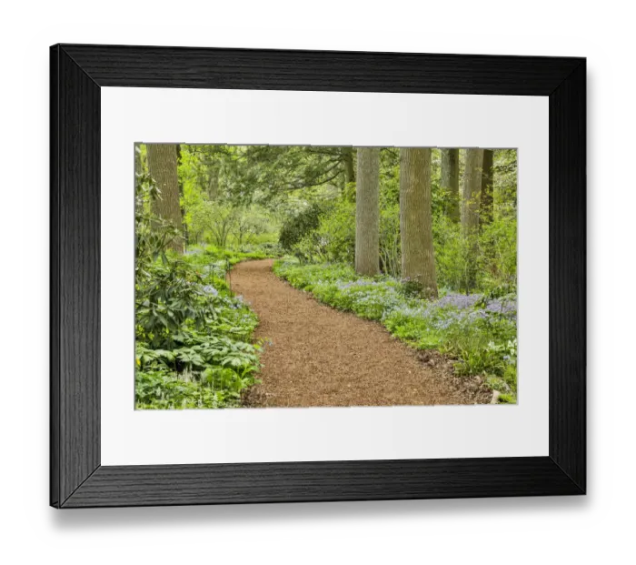 Framed Print : USA, Delaware, Hockessin. Path through the forest Framed Print : USA, Delaware, Hockessin. Path through the forest