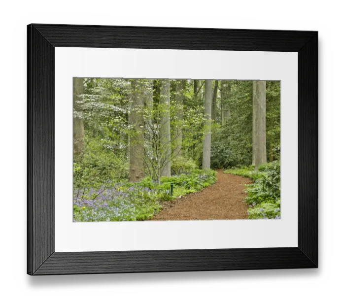 Framed Print : USA, Delaware, Hockessin. Path through the forest Framed Print : USA, Delaware, Hockessin. Path through the forest