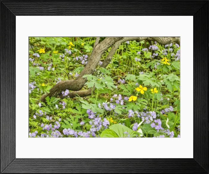 Framed Print : USA, Delaware, Hockessin. Tree branch surrounded by groundcover Framed Print : USA, Delaware, Hockessin. Tree branch surrounded by groundcover