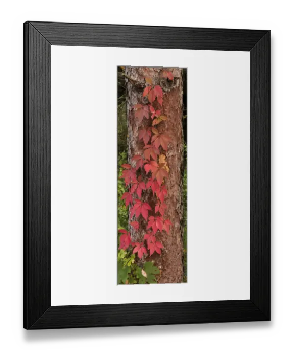 Framed Print : USA, Minnesota, Itasca State Park Framed Print : USA, Minnesota, Itasca State Park