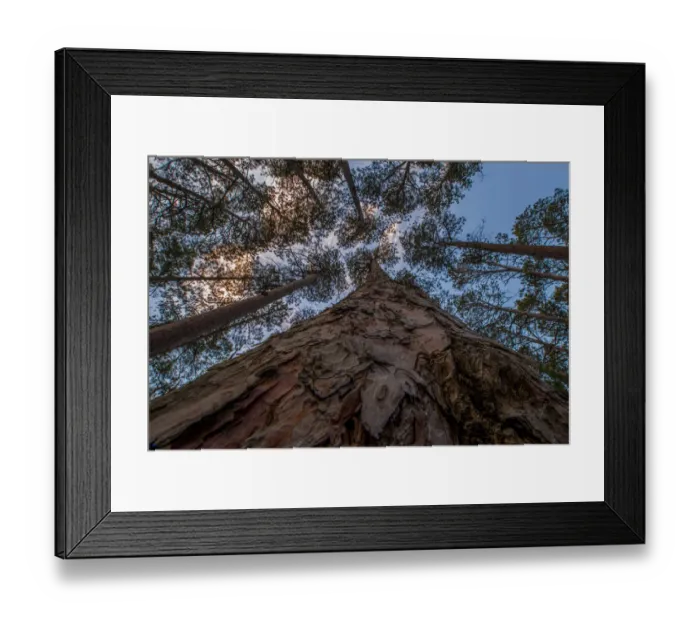 Framed Print : USA, Minnesota, Itasca State Park