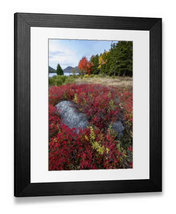 Framed Print : USA, Maine. Boulders nestled among low bush blueberry near Jordan Pond and The Bubbles Framed Print : USA, Maine. Boulders nestled among low bush blueberry near Jordan Pond and The Bubbles