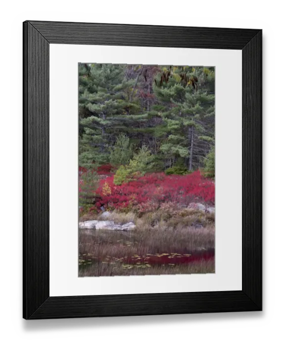 Framed Print : USA, Maine. Low bush blueberry and evergreen, New Mills Meadow Pond, Acadia National Park Framed Print : USA, Maine. Low bush blueberry and evergreen, New Mills Meadow Pond, Acadia National Park
