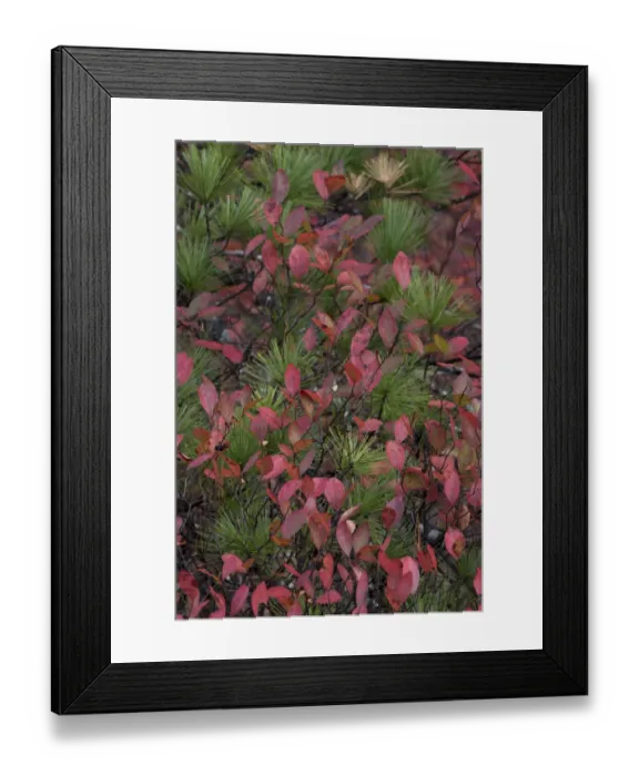 Framed Print : USA, Maine. Low bush blueberry and evergreen detail, New Mills Meadow Pond, Acadia National Park