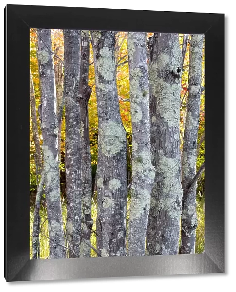 USA, Maine. Tree trunks with lichen and colorful background of autumn leaves, Sieur
