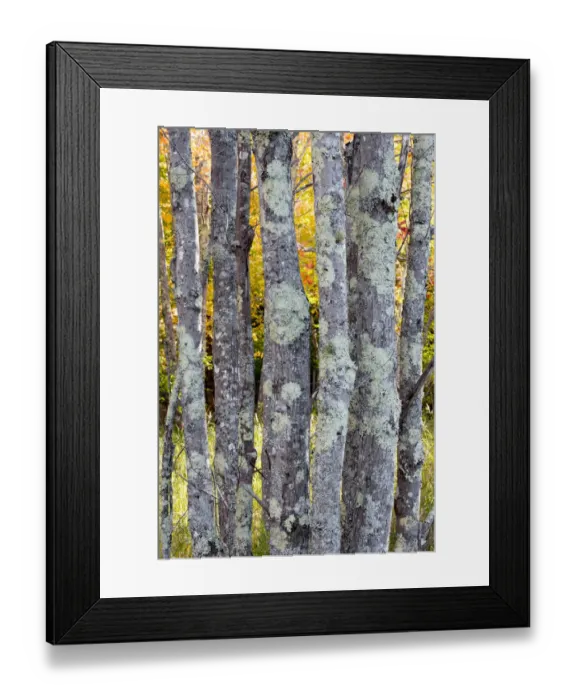 Framed Print : USA, Maine. Tree trunks with lichen and colorful background of autumn leaves, Sieur