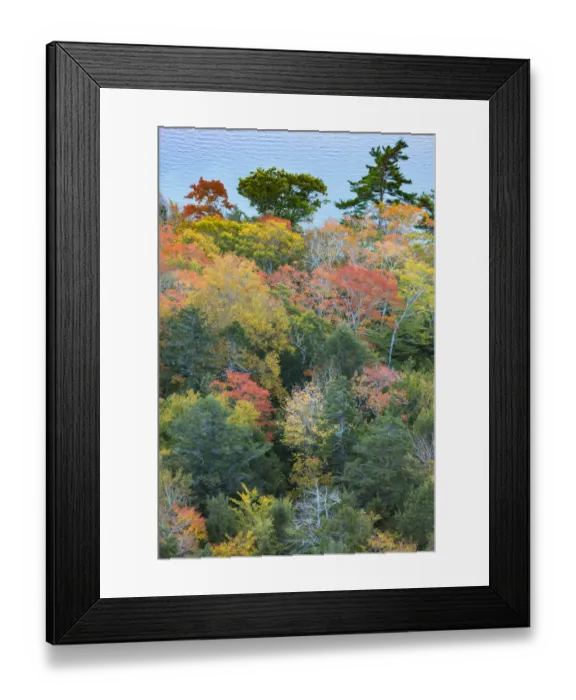 Framed Print : USA, Maine. Autumn foliage viewed from atop The Bubbles near Jordan Pond, Acadia National Park Framed Print : USA, Maine. Autumn foliage viewed from atop The Bubbles near Jordan Pond, Acadia National Park