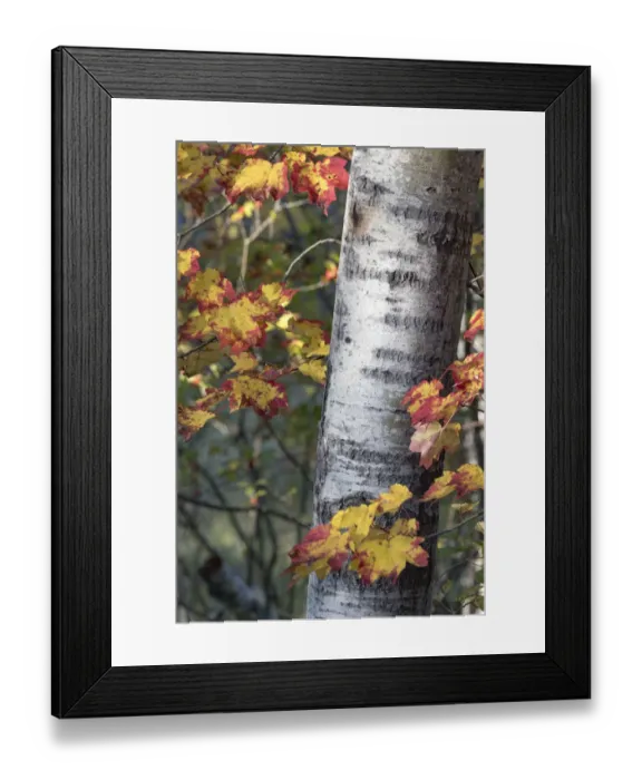 Framed Print : USA, Maine. Sugar Maple, Sieur de Monts, Acadia National Park Framed Print : USA, Maine. Sugar Maple, Sieur de Monts, Acadia National Park