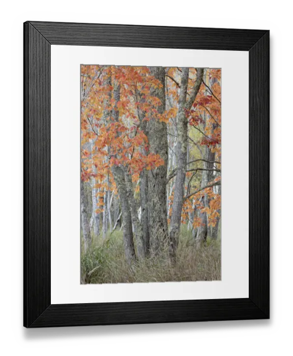 Framed Print : USA, Maine. Colorful autumn foliage in the forests of Sieur de Monts Nature Center