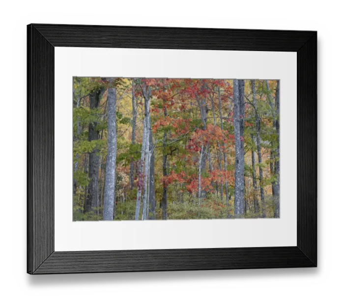 Framed Print : USA, Maine. Colorful autumn foliage in the forests of Sieur de Monts Nature Center Framed Print : USA, Maine. Colorful autumn foliage in the forests of Sieur de Monts Nature Center