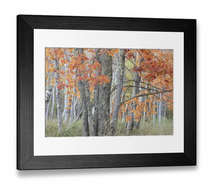 Framed Print : USA, Maine. Colorful autumn foliage in the forests of Sieur de Monts Framed Print : USA, Maine. Colorful autumn foliage in the forests of Sieur de Monts