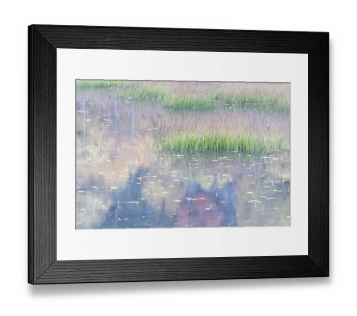 Framed Print : USA, Maine. Grasses and water lily pads with reflections, the Tarn, Acadia National Park Framed Print : USA, Maine. Grasses and water lily pads with reflections, the Tarn, Acadia National Park