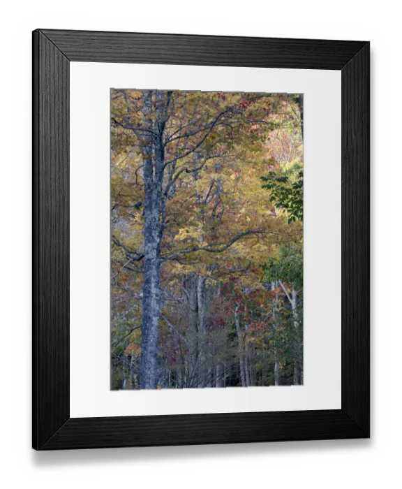 Framed Print : USA, Maine. Tall autumn forests of Sieur de Monts, Acadia National Park