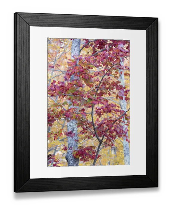 Framed Print : USA, Maine. Sugar Maple, Sieur de Monts, Acadia National Park Framed Print : USA, Maine. Sugar Maple, Sieur de Monts, Acadia National Park