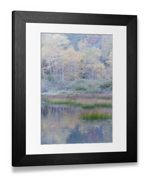 Framed Print : USA, Maine. Grasses and water lily pads with reflections, the Tarn, Acadia National Park Framed Print : USA, Maine. Grasses and water lily pads with reflections, the Tarn, Acadia National Park