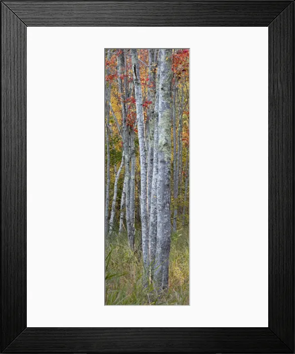 Framed Print : USA, Maine. Colorful autumn foliage in the forests of Sieur de Monts Framed Print : USA, Maine. Colorful autumn foliage in the forests of Sieur de Monts
