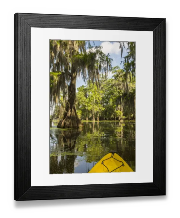 Framed Print : USA, Louisiana, Lake Martin. Kayaking in cypress swamp forest Framed Print : USA, Louisiana, Lake Martin. Kayaking in cypress swamp forest