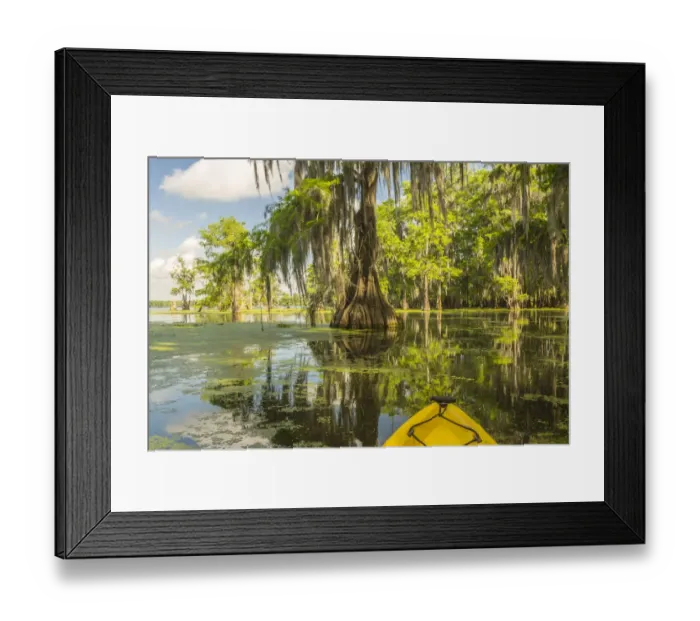 Framed Print : USA, Louisiana, Lake Martin. Kayaking in cypress swamp forest Framed Print : USA, Louisiana, Lake Martin. Kayaking in cypress swamp forest