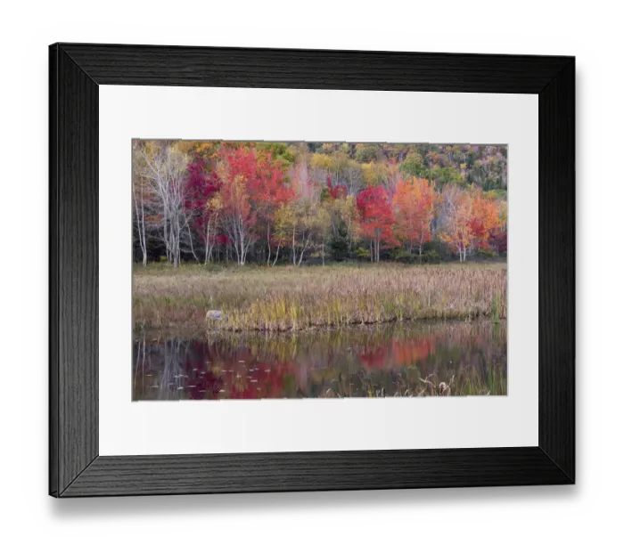 Framed Print : USA, Maine. Autumn foliage reflected in a pond, Acadia National Park