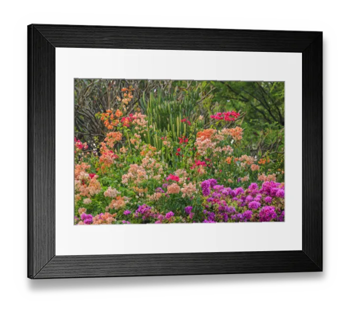 Framed Print : Anaeho omalu Bay, Kohala Coast, Big Island, Hawaii, USA Framed Print : Anaeho omalu Bay, Kohala Coast, Big Island, Hawaii, USA