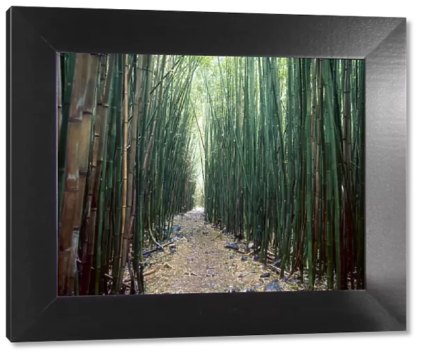 Bamboo Forest, Haleakala National Park, Maui