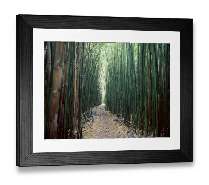 Framed Print : Bamboo Forest, Haleakala National Park, Maui Framed Print : Bamboo Forest, Haleakala National Park, Maui