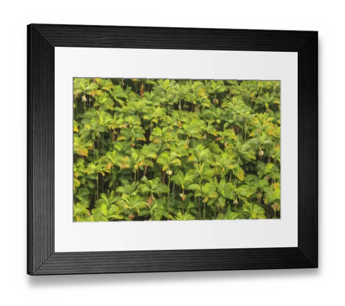 Framed Print : Area around Nanue Falls and stream, Hakalau, Hamakua Coast, Big Island, Hawaii Framed Print : Area around Nanue Falls and stream, Hakalau, Hamakua Coast, Big Island, Hawaii