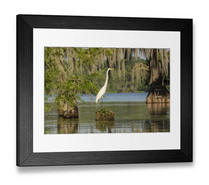 Framed Print : USA, Louisiana, Lake Martin. Great egret on stump Framed Print : USA, Louisiana, Lake Martin. Great egret on stump