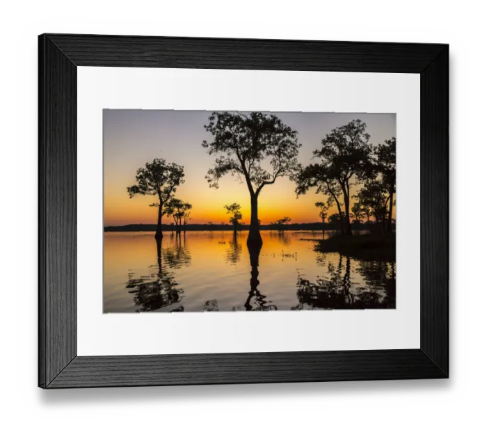 Framed Print : USA, Louisiana, Lake Martin. Sunrise on swamp Framed Print : USA, Louisiana, Lake Martin. Sunrise on swamp